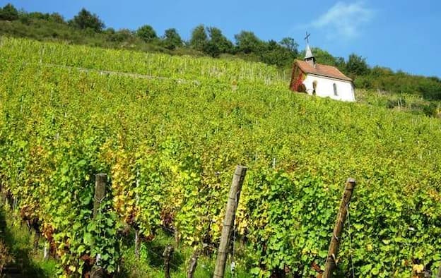 A road trip along the Wine Route