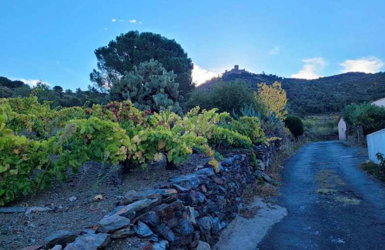 Randonn&eacute;es vignoble Languedoc-Roussillon