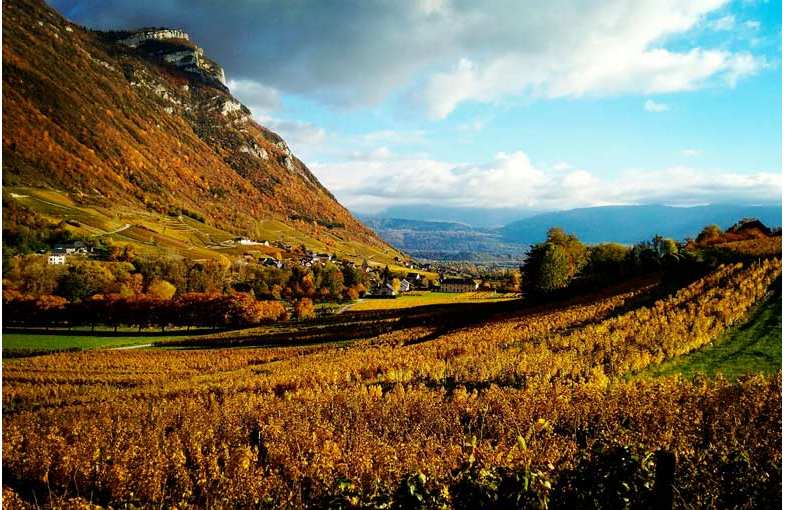 S&eacute;jour viticole Chamb&eacute;ry