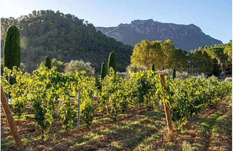 Une journ&eacute;e sur la route des vins de Provence