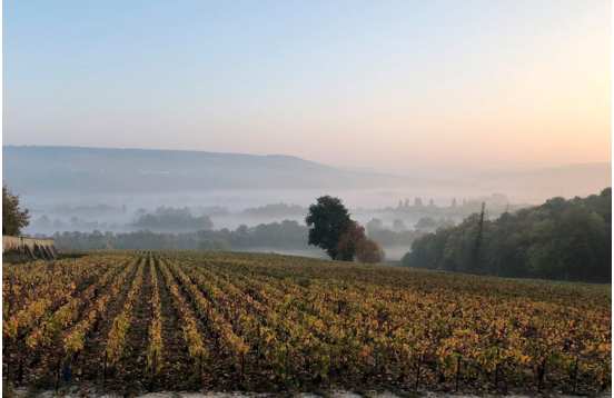Séjour dégustation de champagnes biologiques