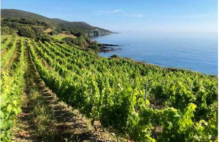 Week-end oenologie en Corse du Sud