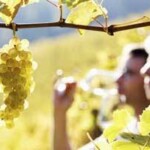 Le succès de l&rsquo;oenotourisme en France