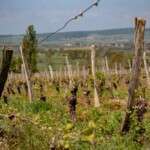 Tout savoir sur le travail de la vigne