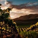 L&rsquo;influence de l&rsquo;altitude sur le vin