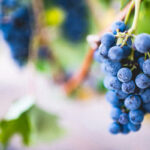Le Calendrier des vendanges