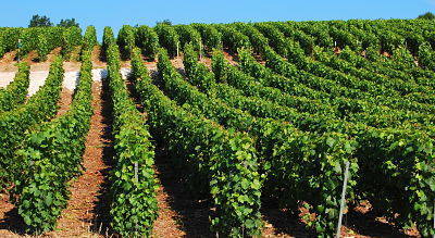 Terroir viticole