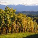 Madiran, l’incontournable de la route des vins du sud-ouest