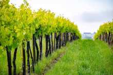 œnotourisme en Charentes