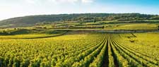 Domaine Sylvain Cholet