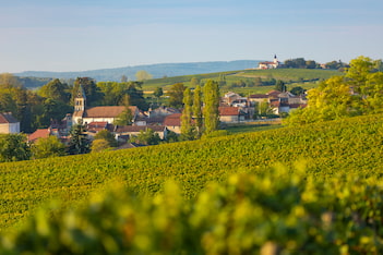Cave de Viré - Vignoble