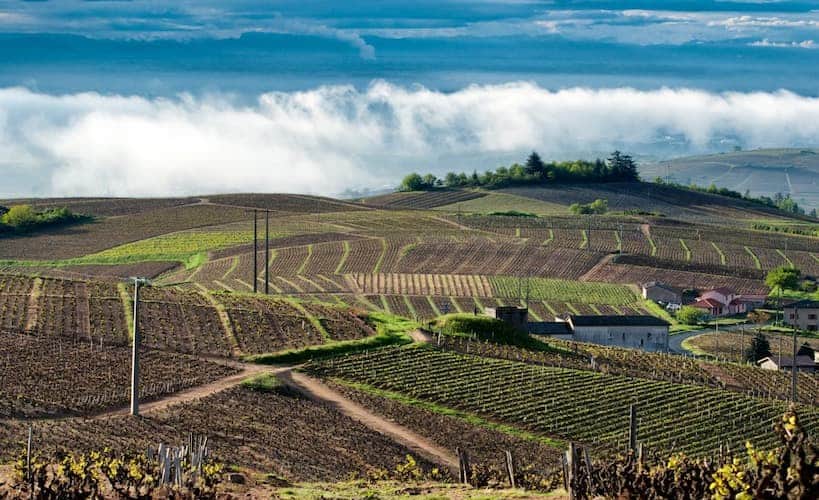 Chateau Bellevue - Vignoble du Beaujolais