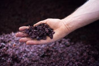 Domaine de Grangeneuve - Raisins