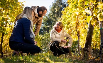 Domaine Meyer-Krumb - Alsace - Vigneron
