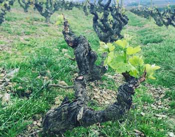 Domaine Steeve Charvet - Beaujolais - Cep de vignes