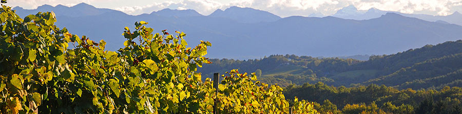 Vignoble du Sud-Ouest de la France