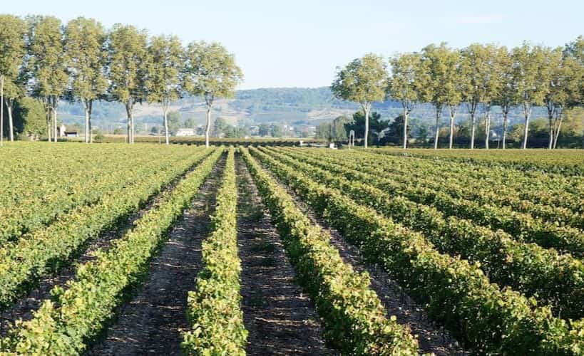 Chateau Lascours - Vignes