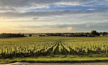 Logis de Valandraud - vignoble